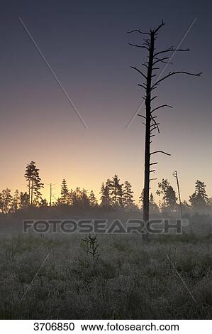 Rural landscape with bare tree in Sotenaes, Sweden View Large Photo Image Stock Image - Rural landscape with bare tree in Sotenaes, Sweden . Fotosearch