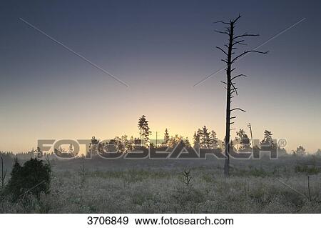 Stock Photo - Rural landscape with bare tree in Sotenaes, Sweden . Fotosearch