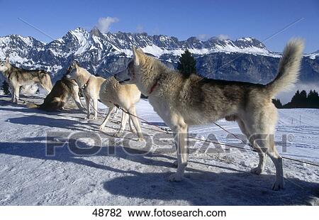 Stock Image - Sibirian husky on snowcovered landscape . Fotosearch