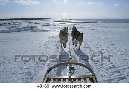Sibirian husky sledging in snow View Large Photo Image Stock Photo - Sibirian husky sledging in snow . Fotosearch