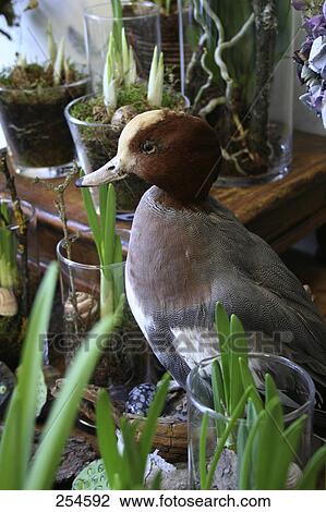 Side profile of duck and seedlings View Large Photo Image Stock Image - Side profile of duck and seedlings . Fotosearch