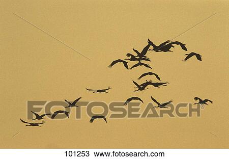 Stock Image - Silhouette of geese in flight . Fotosearch