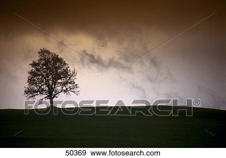Silhouette of tree on landscape at sunset View Large Photo Image Stock Photo - Silhouette of tree on landscape at sunset . Fotosearch