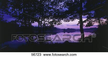 Silhouette of trees in forest, Sweden, Scandinavia, Europe View Large Photo Image Stock Image - Silhouette of trees in forest, Sweden, Scandinavia, Europe . Fotosearch