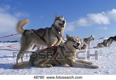 Sledge dogs in harness on snowcovered landscape View Large Photo Image Stock Image - Sledge dogs in harness on snowcovered landscape . Fotosearch