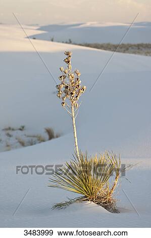 Stock Photo - Soaptree yucca (Yucca elata), White Sands National Monument, New Mexico, USA . Fotosearch