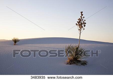 Soaptree yucca (Yucca elata), White Sands National Monument, New Mexico, USA View Large Photo Image Stock Photography - Soaptree yucca (Yucca elata), White Sands National Monument, New Mexico, USA . Fotosearch