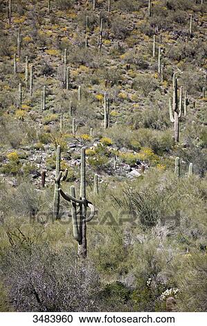 Sonoran Desert, Arizona, USA View Large Photo Image Stock Image - Sonoran Desert, Arizona, USA . Fotosearch