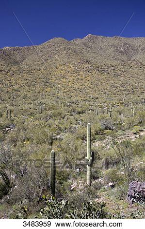 Stock Photo - Sonoran Desert, Arizona, USA . Fotosearch