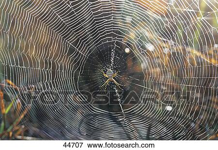 Spider on web View Large Photo Image Stock Photo - Spider on web . Fotosearch
