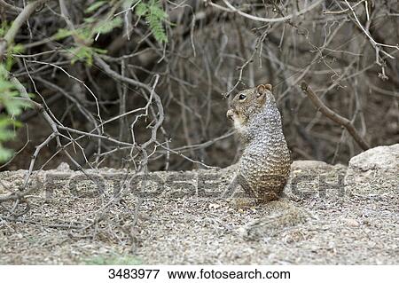 Stock Photo - Squirrel eating, Desert Botanical Garden, Phoenix, Arizona, USA . Fotosearch