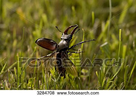 Stag beetle (Lucanus cervus) in grass, Gaggenau, Germany, close-up View Large Photo Image Stock Photo - Stag beetle (Lucanus cervus) in grass, Gaggenau, Germany, close-up . Fotosearch