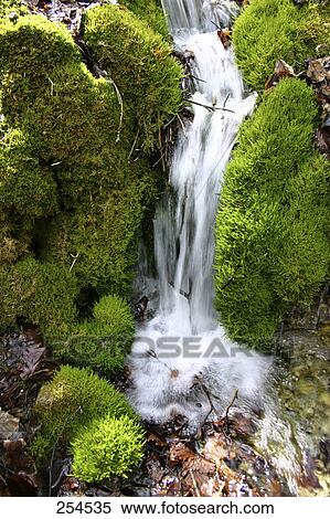 Stream flowing through forest in autumn View Large Photo Image Stock Photography - Stream flowing through forest in autumn . Fotosearch