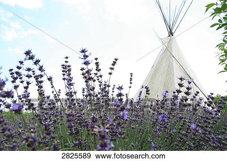 Stock Photo - Teepee in flower field . Fotosearch