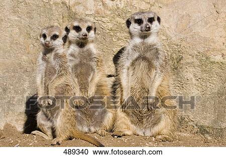 Three Meerkats (Suricata suricatta) on rock View Large Photo Image Stock Image - Three Meerkats (Suricata suricatta) on rock . Fotosearch