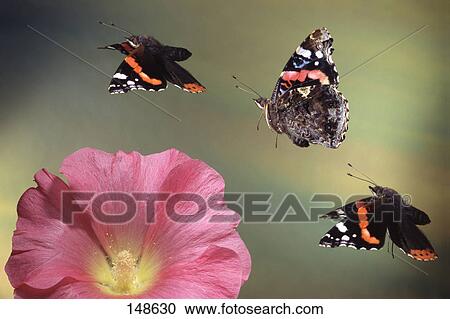 Stock Image - Three Red Admiral (Vanessa atalanta) butterflies flying over flower . Fotosearch