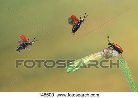Three Scarlet lily beetles ((Lilioceris lilii) flying over flower View Large Photo Image Stock Image - Three Scarlet lily beetles ((Lilioceris lilii) flying over flower . Fotosearch