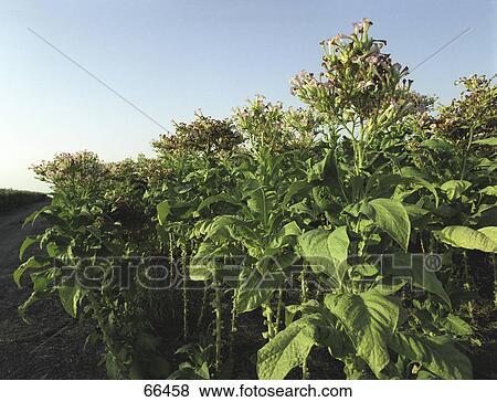 Stock Photo - Tobacco plants growing in field . Fotosearch