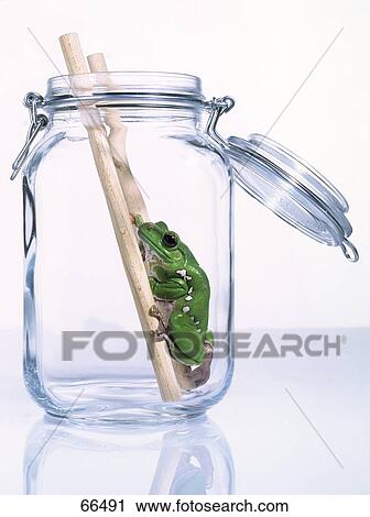 Tree frog on ladder in jar View Large Photo Image Stock Image - Tree frog on ladder in jar . Fotosearch