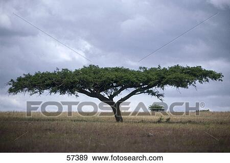 Tree on a landscape, Kwazulu Natal, South Africa View Large Photo Image Stock Photo - Tree on a landscape, Kwazulu Natal, South Africa . Fotosearch