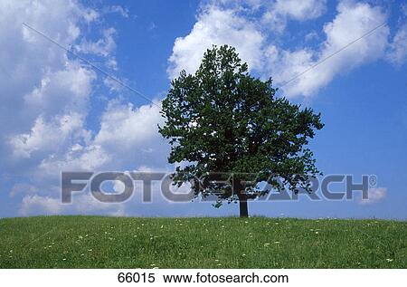 Tree on landscape against cloudy sky, Bavaria, Germany View Large Photo Image Stock Photography - Tree on landscape against cloudy sky, Bavaria, Germany . Fotosearch