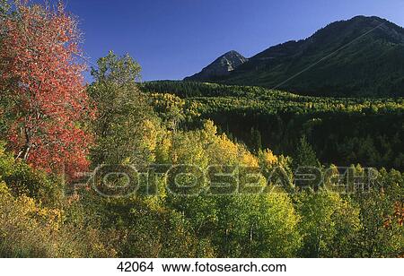 Picture - Trees in forest, Alpine Loop, Sundance, Utah, USA . Fotosearch