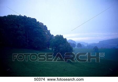 Picture - Trees in forest at dawn, Germany . Fotosearch