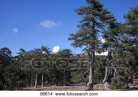 Trees in forest with radar in background against blue sky, Trodos Mountains, Cyprus View Large Photo Image Picture - Trees in forest with radar in background against blue sky, Trodos Mountains, Cyprus . Fotosearch