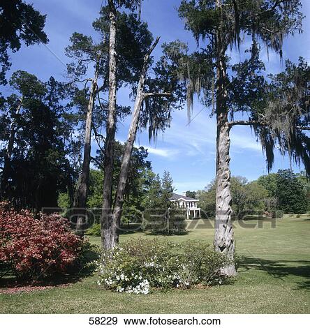 Trees in garden, Natchez National Historical Park, Natchez, Mississippi, USA View Large Photo Image Stock Photo - Trees in garden, Natchez National Historical Park, Natchez, Mississippi, USA . Fotosearch