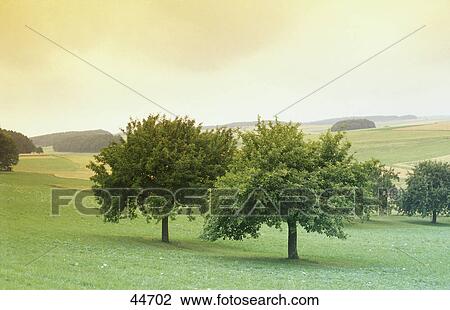 Trees on landscape, Hohenlohe, Baden-Wurttemberg, Germany View Large Photo Image Stock Image - Trees on landscape, Hohenlohe, Baden-Wurttemberg, Germany . Fotosearch