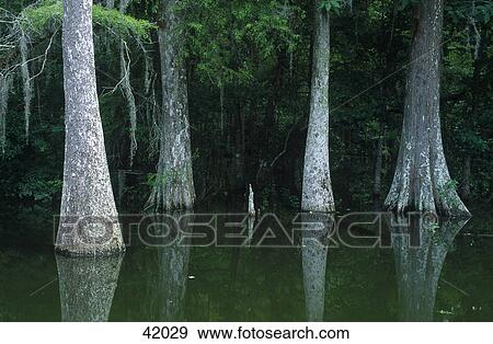 Stock Photo - Trees partly submerged in water, Bayou, Cypress Swamp, Atchafalaya Basin, Louisiana, USA . Fotosearch