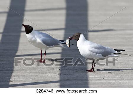 Stock Photograph - Two Black-headed gulls (Larus ridibundus), Broddetorp, Sweden . Fotosearch