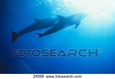 Stock Photo - Two Bottle-Nosed Dolphins (Tursiops truncatus) swimming underwater . Fotosearch
