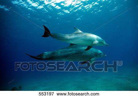 Two Bottle-nosed dolphins (Tursiops Truncatus) swimming underwater, Egypt View Large Photo Image Stock Photo - Two Bottle-nosed dolphins (Tursiops Truncatus) swimming underwater, Egypt . Fotosearch