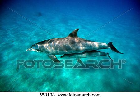 Stock Photo - Two Bottle-nosed dolphins (Tursiops Truncatus) swimming underwater, Egypt . Fotosearch