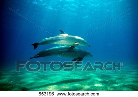 Two Bottle-nosed dolphins (Tursiops Truncatus) swimming underwater, Egypt View Large Photo Image Stock Photograph - Two Bottle-nosed dolphins (Tursiops Truncatus) swimming underwater, Egypt . Fotosearch