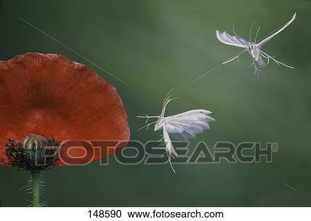 Two butterflies flying over Corn Poppy (Papaver rhoeas) flower View Large Photo Image Stock Image - Two butterflies flying over Corn Poppy (Papaver rhoeas) flower . Fotosearch