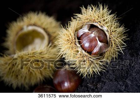 Stock Photography - Two chestnuts . Fotosearch
