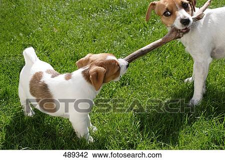Two dogs pulling stick in lawn View Large Photo Image Stock Image - Two dogs pulling stick in lawn . Fotosearch