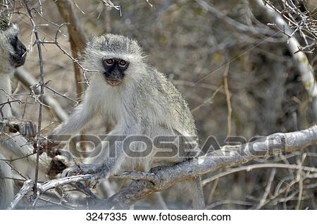 Two Green monkeys (Cercopithecus aethiops), Kruger National Park, Republic of South Africa View Large Photo Image Stock Photography - Two Green monkeys (Cercopithecus aethiops), Kruger National Park, Republic of South Africa . Fotosearch