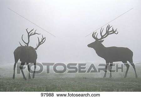 Two male Red Deer (Cervus elaphus) standing in field, Germany View Large Photo Image Stock Photo - Two male Red Deer (Cervus elaphus) standing in field, Germany . Fotosearch