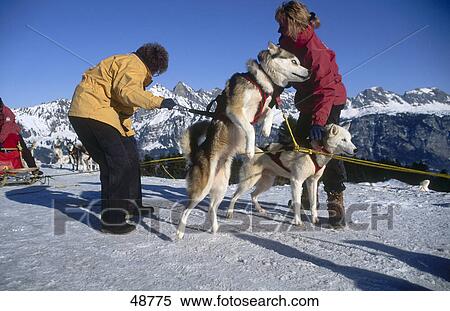 Two people with sledge dogs on snowcovered landscape View Large Photo Image Stock Photography - Two people with sledge dogs on snowcovered landscape . Fotosearch