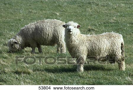 Picture - Two sheep standing in field, New Zealand . Fotosearch