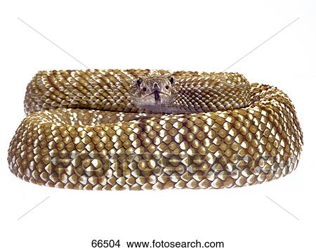 Uracoan rattlesnake (Crotalus durissus vegrandis) View Large Photo Image Picture - Uracoan rattlesnake (Crotalus durissus vegrandis) . Fotosearch