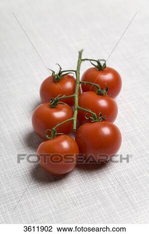 Stock Image - Vine tomatoes . Fotosearch