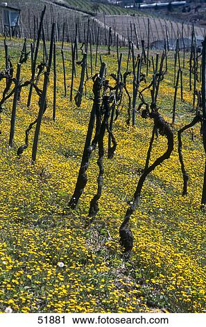 Stock Image - Vineyard on rolling landscape, Gruzano Cavour, Province Cuneo, Piedmont, Italy . Fotosearch