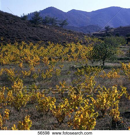 Stock Photo - Vineyard on rural landscape, Troodos Mountains, Cyprus . Fotosearch