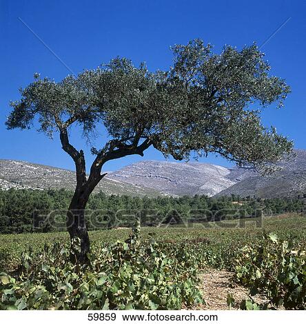 Vineyard on the rural landscape, Embona, Rhodes, Greece View Large Photo Image Stock Photo - Vineyard on the rural landscape, Embona, Rhodes, Greece . Fotosearch