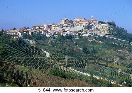 Picture - Vineyard with town in background . Fotosearch