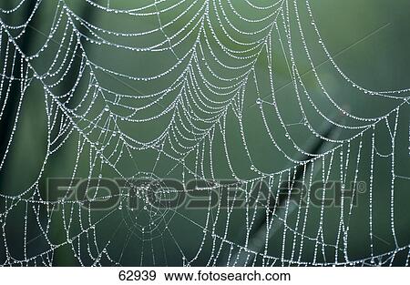 Water drops on spider's web View Large Photo Image Stock Photo - Water drops on spider's web . Fotosearch